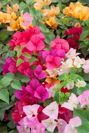 beautiful multi-colored bougainvillea paper flowersの写真素材