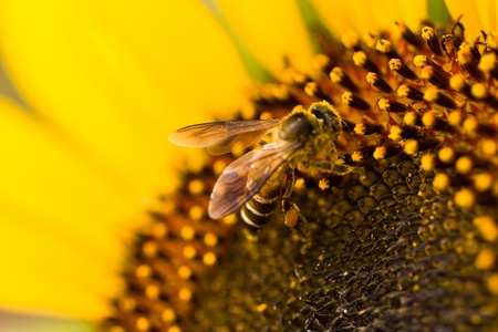 honey bee on sun flower collects nectarの写真素材
