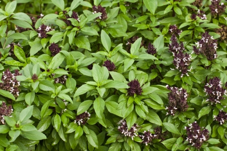 basil flower and basil plant backgroundの写真素材