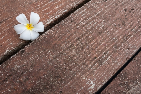 Frangipani flowers fall the ground. On a piece of brown stone blockの写真素材