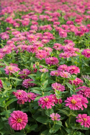 pink zinnia flowers are blooming in the gardenの写真素材