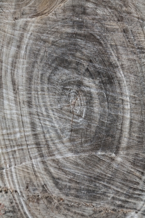 old tree stump backgroundの写真素材