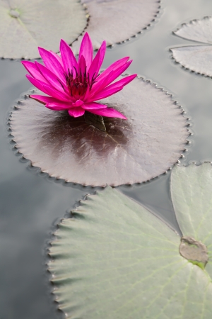 pink lotus flowerの写真素材