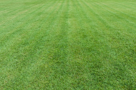 nature green grass field backgroundの写真素材