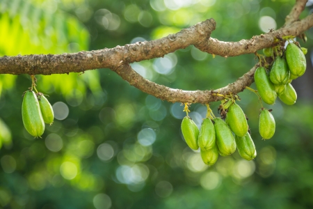  Bilimbi fruit on the tree and medicinal fruit of South East Asia の写真素材