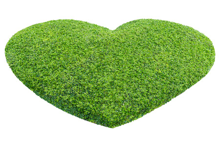 Tree in the shape of heart isolated on white, valentine  day backgroundの写真素材