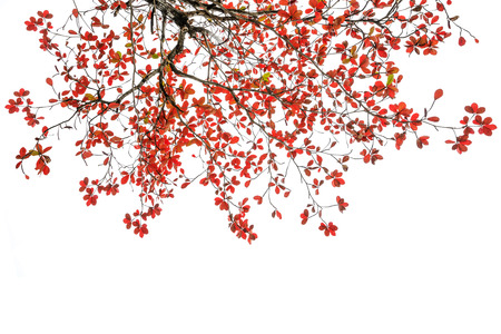 red and orange leaves tree in autumn isolated on white backgroundの写真素材
