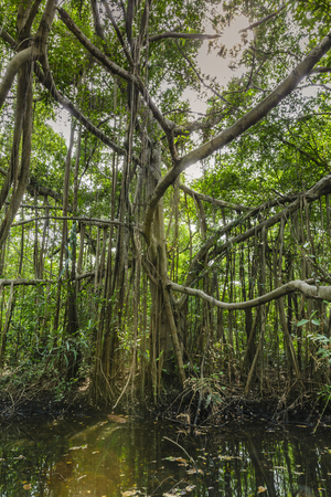 banyan tree with the sunray reflection in the watercourseの写真素材