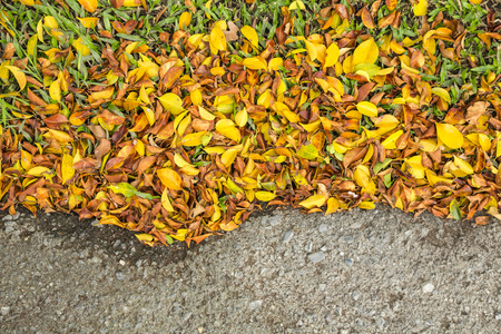 fallen leaves on grass and cement floorの写真素材