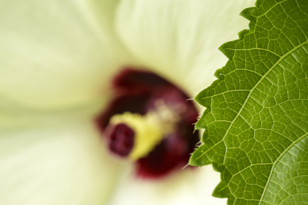 Green leaf with yellow flowerの写真素材