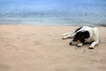 A black and white homeless dog lying on a sandy beach with blurred sea turtles as backgroundの写真素材