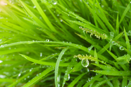 Close up of fresh water drops on grassの写真素材