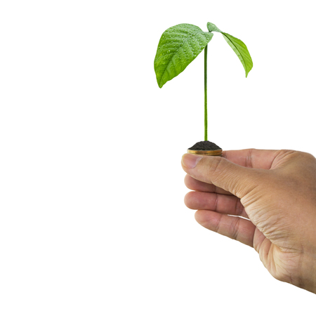 Man hand holding tree growing and soil on money coin isolated on white backgroundの写真素材