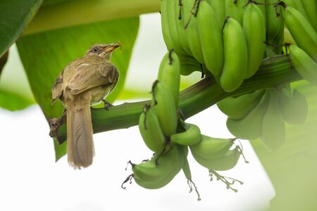 Streak-eared Bulbul (Pycnonotus blanfordi) perched on banana bunch branch with insect in its mouth to be fed to the baby birdsの写真素材