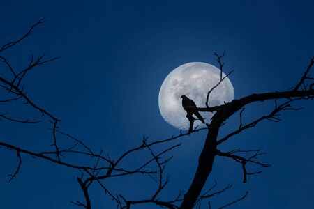 Silhouette of bird perched on tree branches and moon at twilight with clear blue sky background