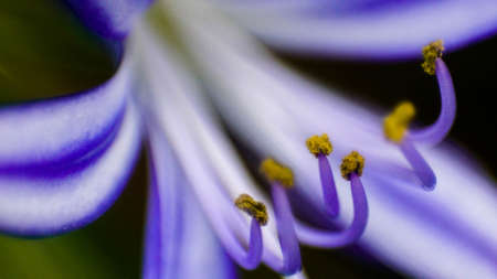 bunga unguの写真素材