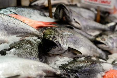 Close up of King salmon on market standの写真素材