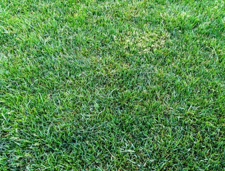 green grass