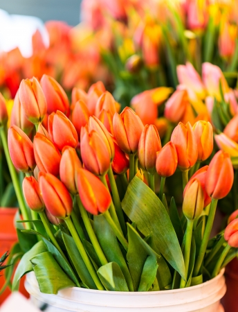 Beautiful bouquet of tulipsの写真素材