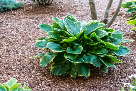 hosta with blue and yellow leavesの写真素材