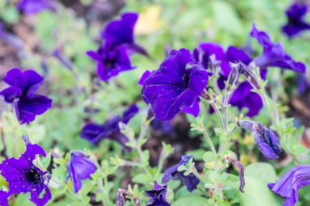 Spring bell flowers closeupの写真素材