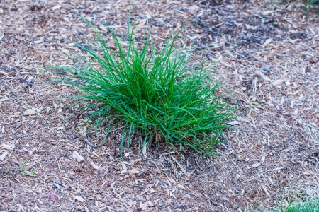 green feather grassの写真素材