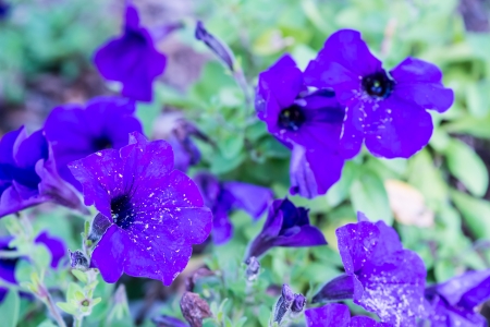 Spring bell flowers closeupの写真素材