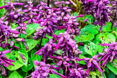 Purple flowers of lilac with leavesの写真素材