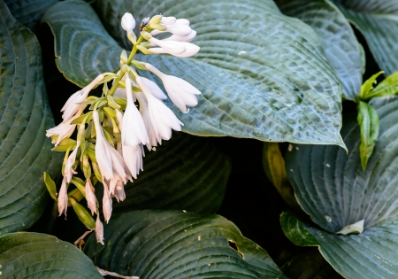 white bluebell flower in bloomの写真素材