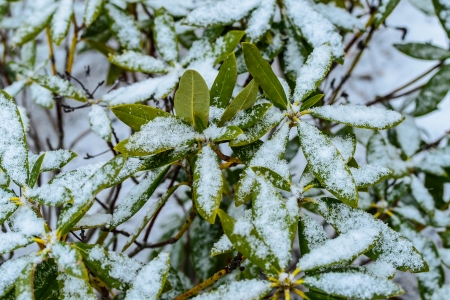 dry plants in snow, meadow at winterの写真素材