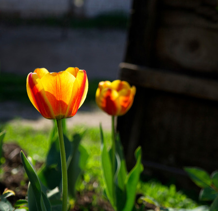 Two bright orange Tulip on the background of wooden boxes.の写真素材