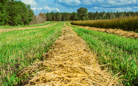 Field mowed hay haystacks rural summer viewの写真素材