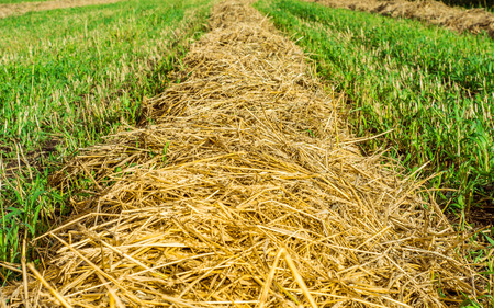 Field mowed hay haystacks rural summer viewの写真素材