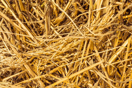 Hay textureの写真素材