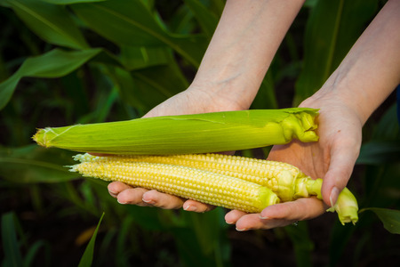 ears of corn in the hands of womenの写真素材
