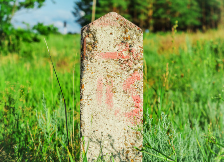 Pointer in the grassの写真素材
