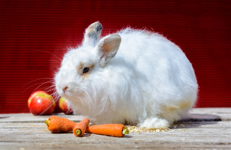Decorative sitting on a wooden table. A red background.の写真素材