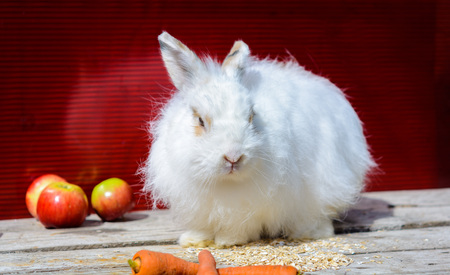 Decorative sitting on a wooden table. A red background.の写真素材