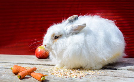 Decorative sitting on a wooden table. A red background.の写真素材