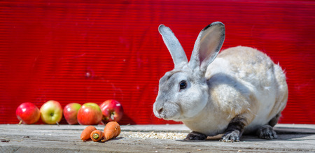 One Rex milky color rabbit sitting on wooden table. A red background.の写真素材