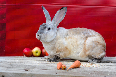 One Rex milky color rabbit sitting on wooden table. A red background.の写真素材