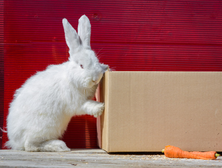 white rabbit sitting on cardboard box on wooden table. A red background.の写真素材