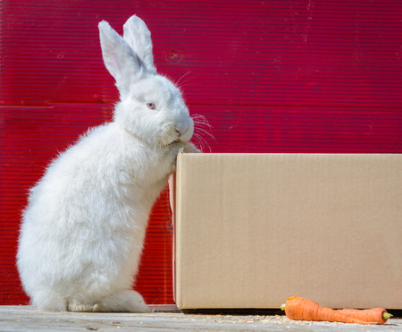 white rabbit sitting on cardboard box on wooden table. A red background.の写真素材