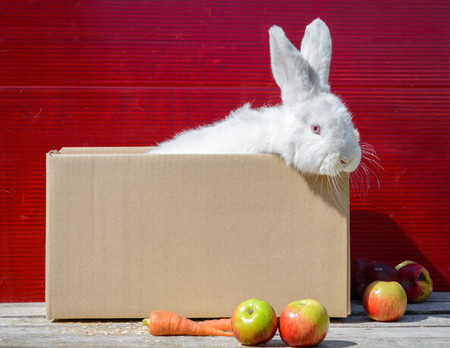 white rabbit sitting on cardboard box on wooden table. A red background.の写真素材