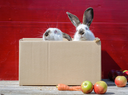 Californian white rabbit sitting on a wooden table. A red background.の写真素材