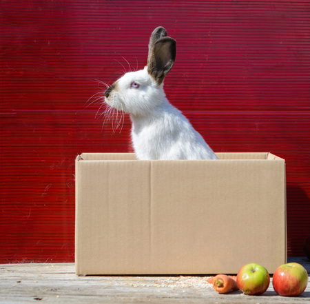 Californian white rabbit sitting on a wooden table. A red background.の写真素材