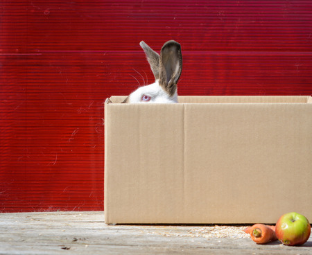 Californian white rabbit sitting on a wooden table. A red background.の写真素材