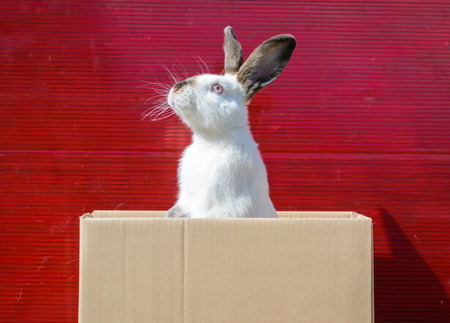 Californian white rabbit sitting on a wooden table. A red background.の写真素材