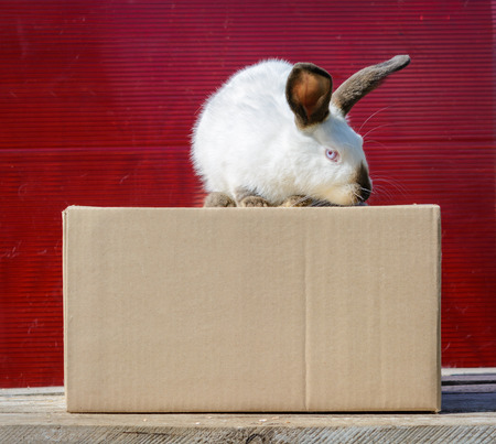 Californian white rabbit sitting on a wooden table. A red background.の写真素材