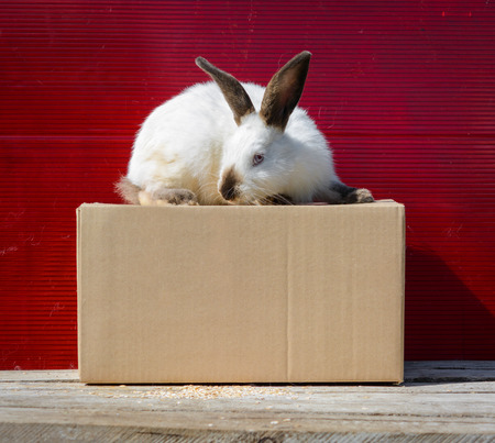 Californian white rabbit sitting on a wooden table. A red background.の写真素材